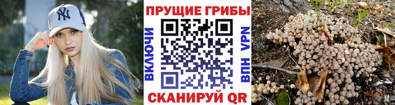 Псилоцибиновые грибы Psilocybine cubensis  Купить где  Ртищево 